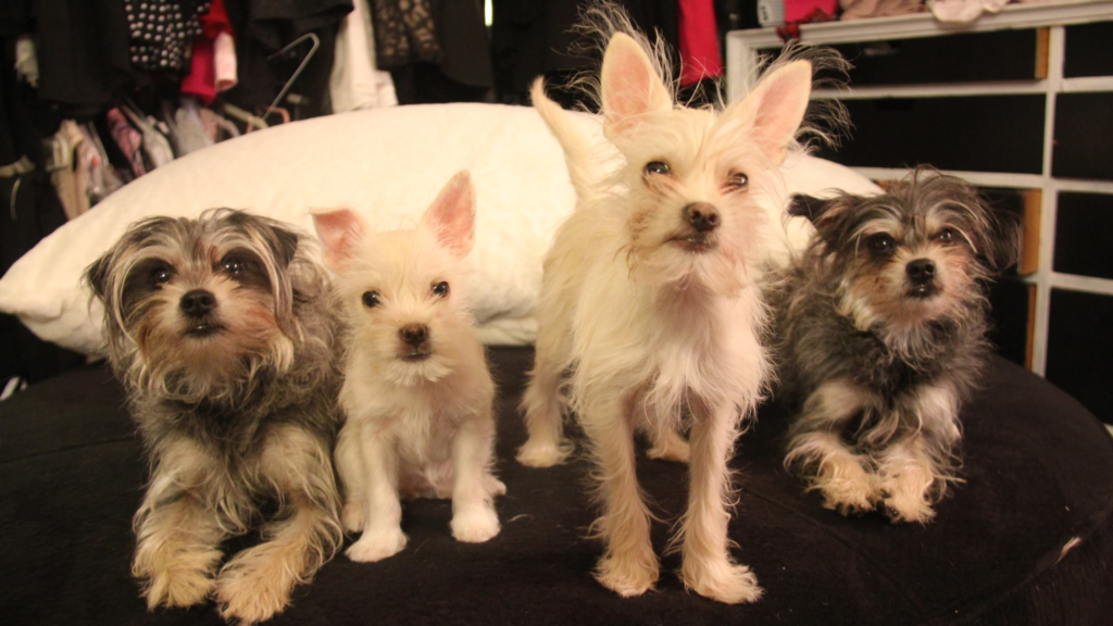 Four cloned dogs.