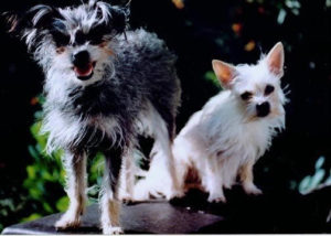 Dog Cloning. These are the two original dogs before I cloned them.