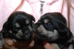 2 Wolfie puppy clones