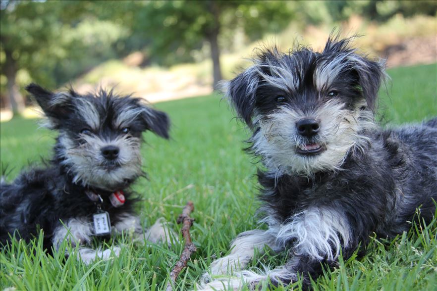 2 dog clones on the grass